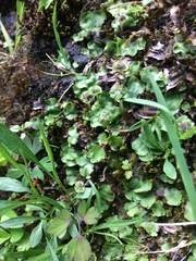 Conocephalum conicum