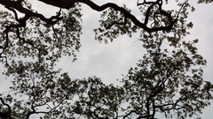 Quercus oleoides