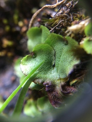 Conocephalum conicum