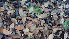 Quercus oleoides