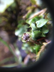 Conocephalum conicum