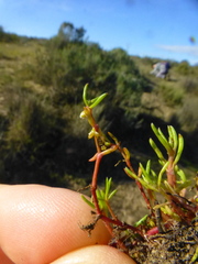 Crassula natans