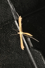 Stenoptilia pterodactyla