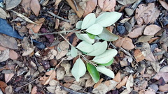 Quercus oleoides