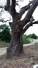 Quercus oleoides