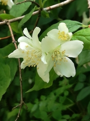 Philadelphus coronarius
