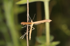 Stenoptilia pterodactyla