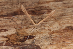 Stenoptilia pterodactyla