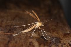 Stenoptilia pterodactyla