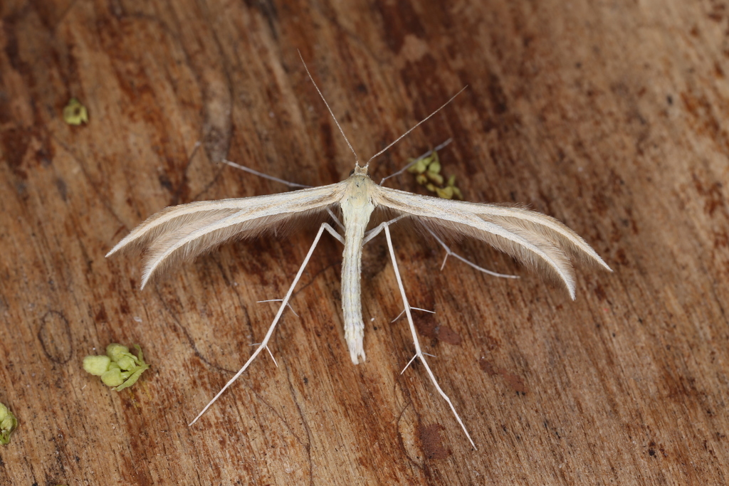 Dingy White Plume