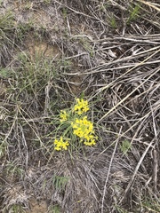 Crepis acuminata