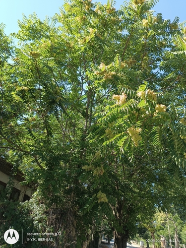 tree-of-heaven