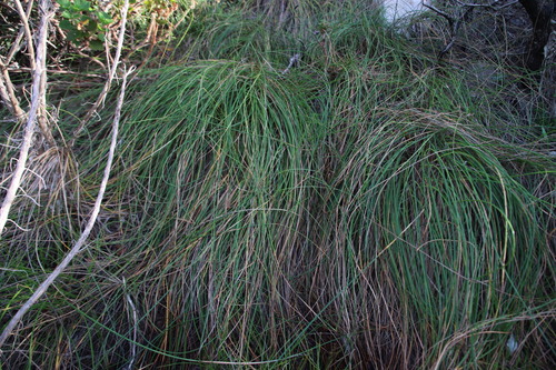 Image of Ficinia brevifolia by (c) Tony Rebelo, some rights reserved (CC BY-SA)