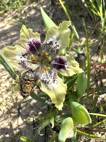 Grey Spiderlily (Ferraria densepunctulata)