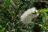Bracelet Honey-Myrtle - Photo (c) Margaret Donald, some rights reserved (CC BY-NC-ND)