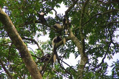 Colobus guereza matschiei