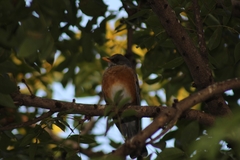 Turdus rufopalliatus