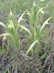 Castilleja mexicana
