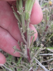 Castilleja mexicana