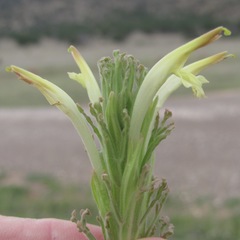 Castilleja mexicana