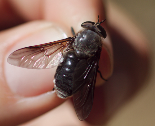 Dasyrhamphis ater