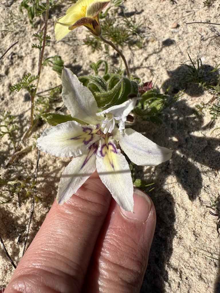 Babiana confusa, Rocherpan Nature Reserve, Velddrif, WC, ZA
