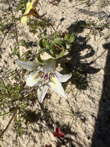 Image of Babiana confusa by (c) Cecile Roux, some rights reserved (CC BY-SA)