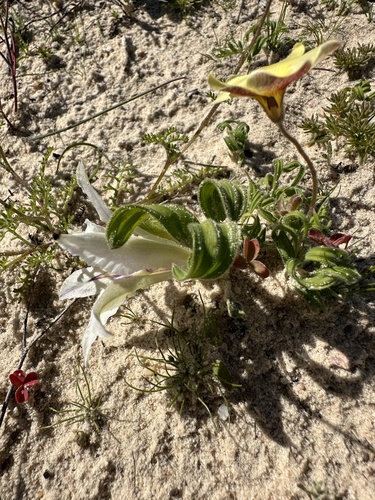 Image of Babiana confusa by (c) Cecile Roux, some rights reserved (CC BY-SA)