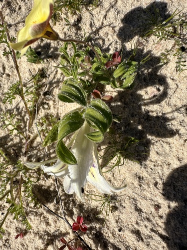 Image of Babiana confusa by (c) Cecile Roux, some rights reserved (CC BY-SA)