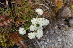 Anisotome haastii