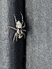 Menemerus semilimbatus