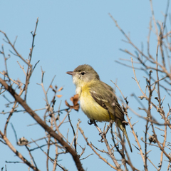 Vireo bellii bellii