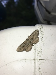 Iridopsis vellivolata