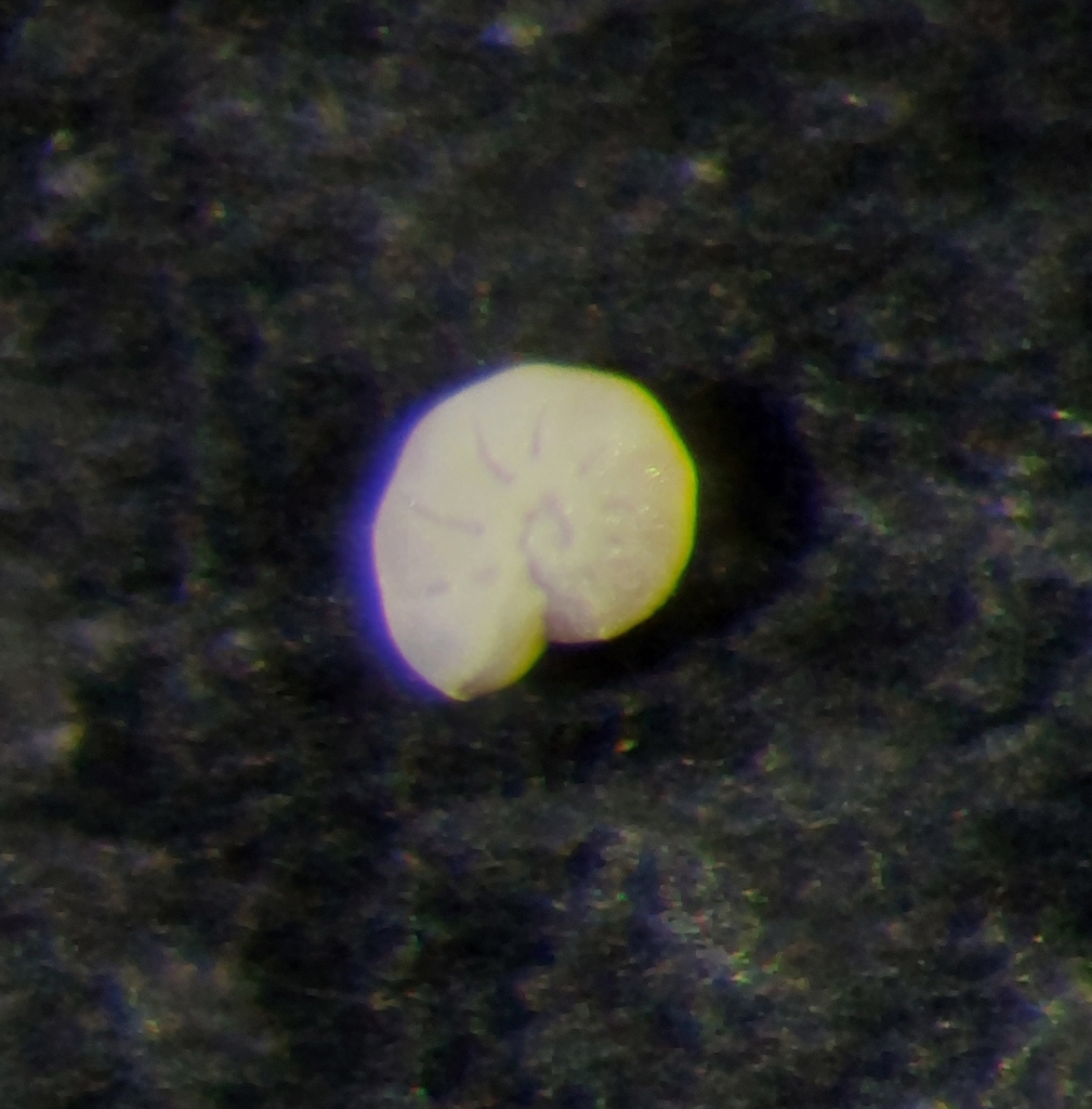 Haynesinidae