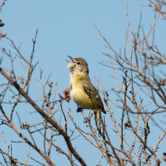 Vireo bellii bellii