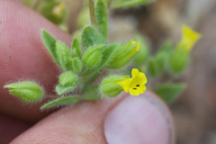 Mimetanthe pilosa