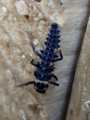 Coccinella septempunctata