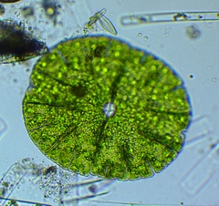 Micrasterias denticulata