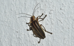 Photurinae