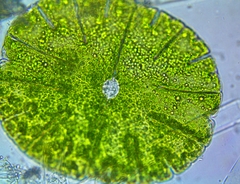 Micrasterias denticulata