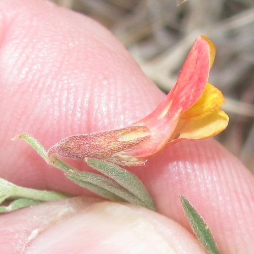 New Mexico bird's-foot trefoil (Lotus plebeius)