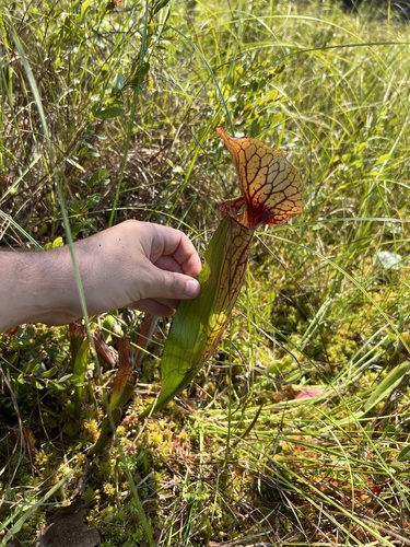 Sarracenia × catesbaei, photograph 6