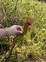 Sarracenia × catesbaei, photograph (c) Jared Shorma, some rights reserved (CC BY)