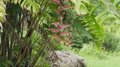 Heliconia chartacea