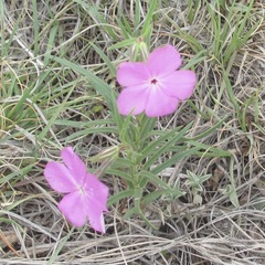 Phlox nana