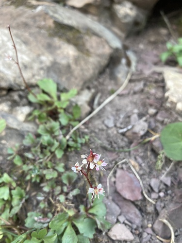 Image of Micranthes lyallii by (c) Caleb Catto, some rights reserved (CC BY)