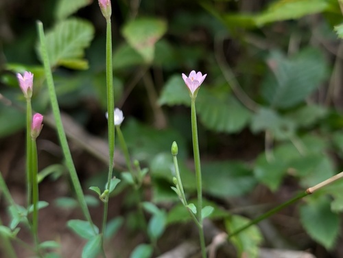 Spear leaved willow herb (Epilobium lanceolatum)