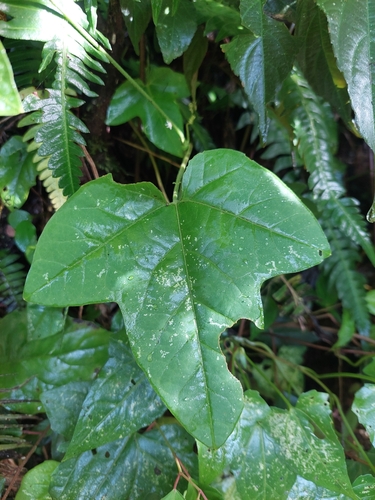 Image of Passiflora adenopoda by (c) Daniel Mesa, some rights reserved (CC BY)