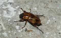 Cyclocephala stictica