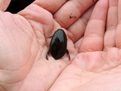 Megadytes glaucus